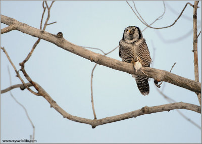 Northern Hawk Owl with lunch 39