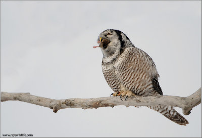 Northern Hawk Owl (down the hatch!) 40