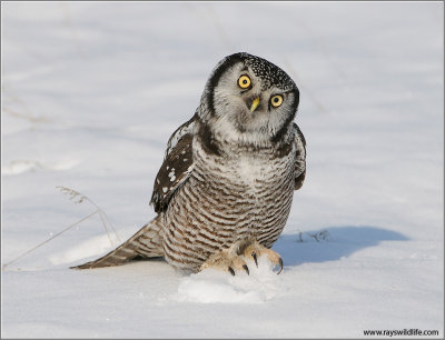 Northern Hawk Owl (read notes) 41