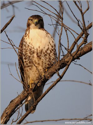Red-tailed Hawk 116