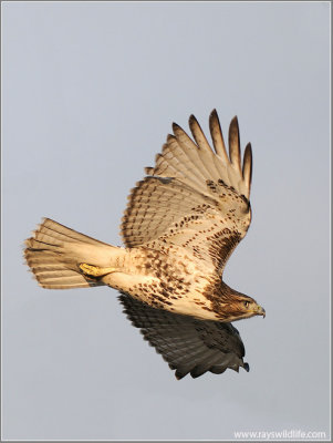Red-tailed Hawk 121