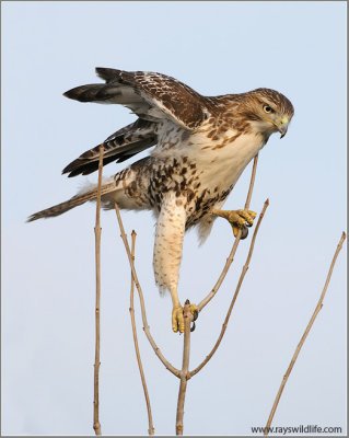Red-tailed Hawk 123