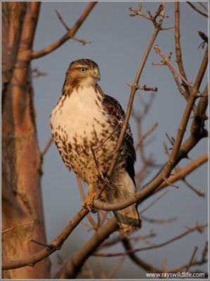 Red-tailed Hawk 126