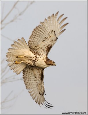 Red-tailed Hawk 133