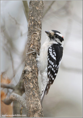 Downy Woodpecker 14
