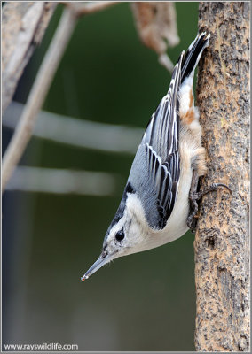 White-breasted Nuthatch 25