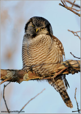 Northern Hawk Owl (edit 2) 42