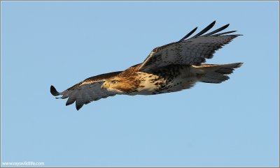 Red-tailed Hawk 135