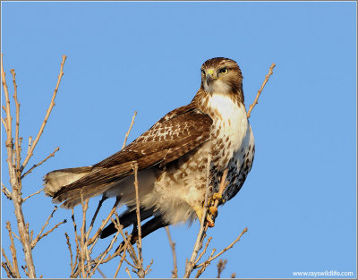 Red-tailed Hawk 136