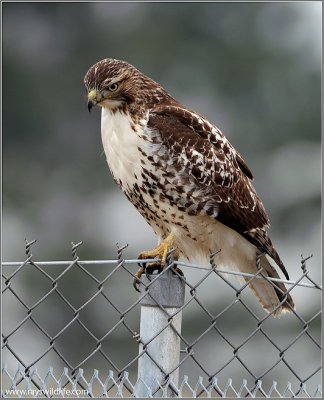 Red-tailed Hawk 143