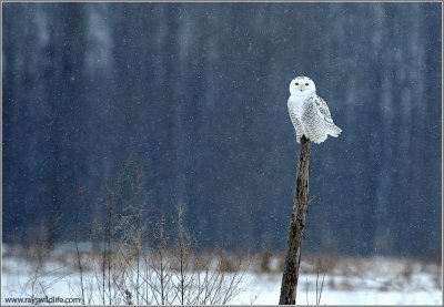 Snowy Owl (re-edit) 17