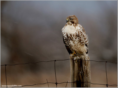 Red-tailed Hawk 150