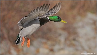 Male Mallard in Flight 35