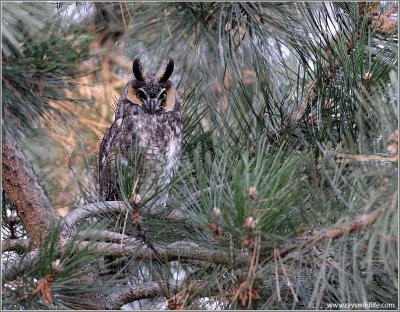 Long-eared Owl 10
