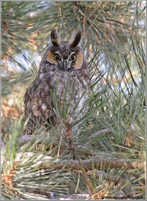 Long-eared Owl 11