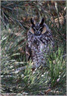 Long-eared Owl 12