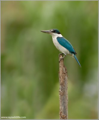 Collared Kingfisher  (2nd edit) 9