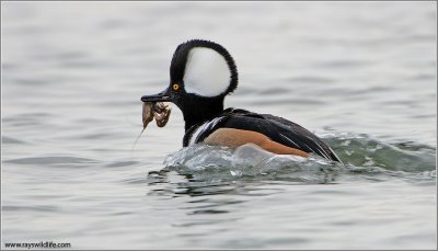 Hooded Merganser with lunch  (Celebrating 2 million page views!) 5