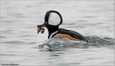 Hooded Merganser with lunch (Celebrating 2 million page views!) 5