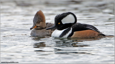 Hooded Mergansers 6