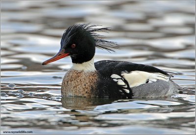 Male Red-breated Merganser 4