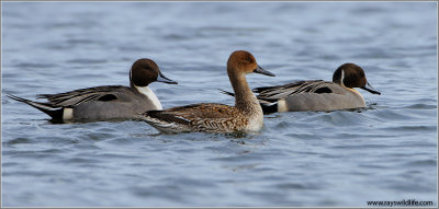 Northern Pintails 8