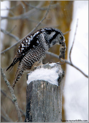 Northern Hawk Owl 45