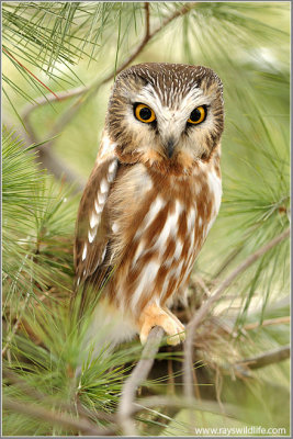Northern Saw-whet Owl 1