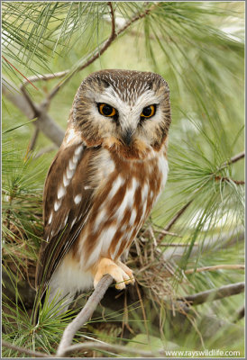 Northern Saw-whet Owl 2