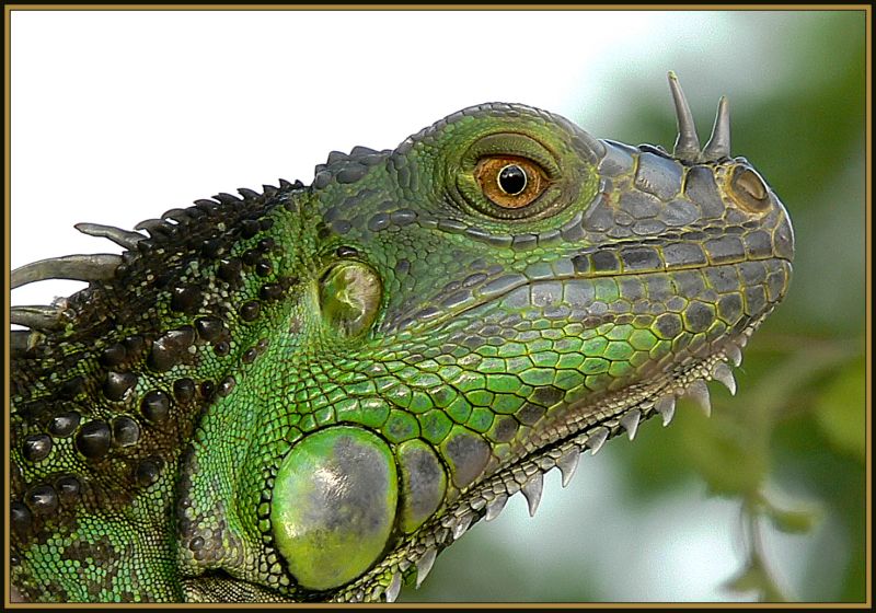 Wild Iguana