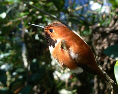 Ruby Throat Hummingbird (at rest)