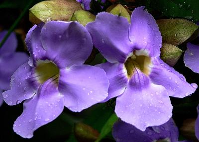 P1080729-1.JPG