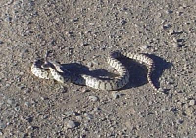 Deadly Bull snake