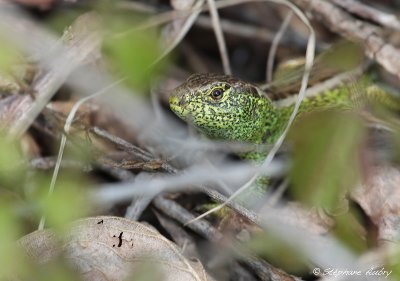 Lzard agile, Lacerta agilis agilis