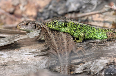 Lzard agile, Lacerta agilis agilis