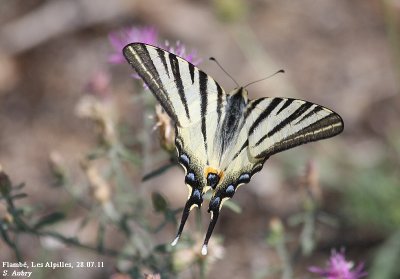 Flamb, Iphiclides podalirius