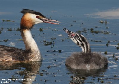 Grebes