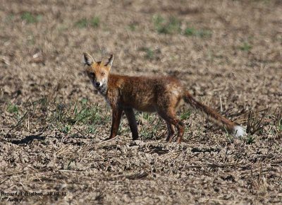 Renard roux, Vulpes vulpes