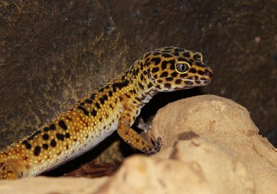 Gecko lopard, Eublepharis macularius