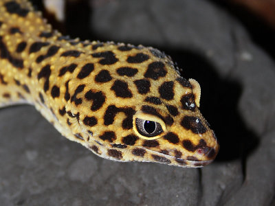 Gecko lopard, Eublepharis macularius