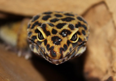 Gecko lopard, Eublepharis macularius