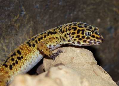 Gecko lopard, Eublepharis macularius