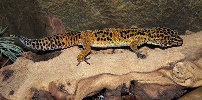 Gecko lopard, Eublepharis macularius