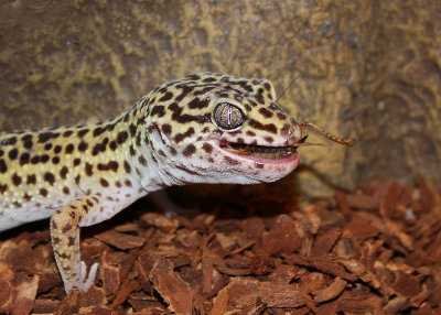 Gecko léopard, Eublepharis macularius