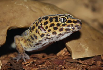 Gecko lopard, Eublepharis macularius