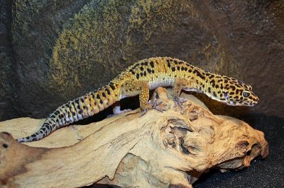 Gecko lopard, Eublepharis macularius