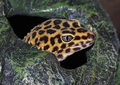 Gecko lopard, Eublepharis macularius