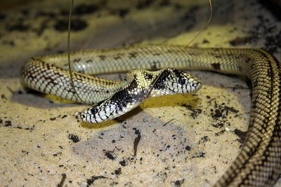 Serpent roi de Californie, Lampropeltis getula californiae