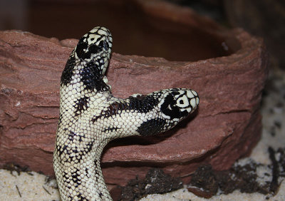 Serpent roi de Californie, Lampropeltis getula californiae