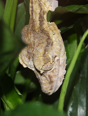 Gecko  queue plate, Uroplatus fimbriatus